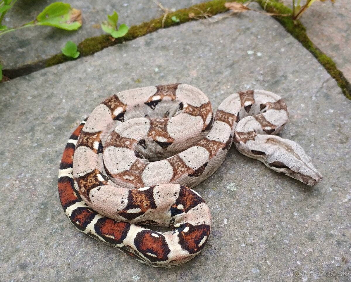 Boa imperator- Sharp Sunglow 66% het Sterling,Hypo Sterling - 13