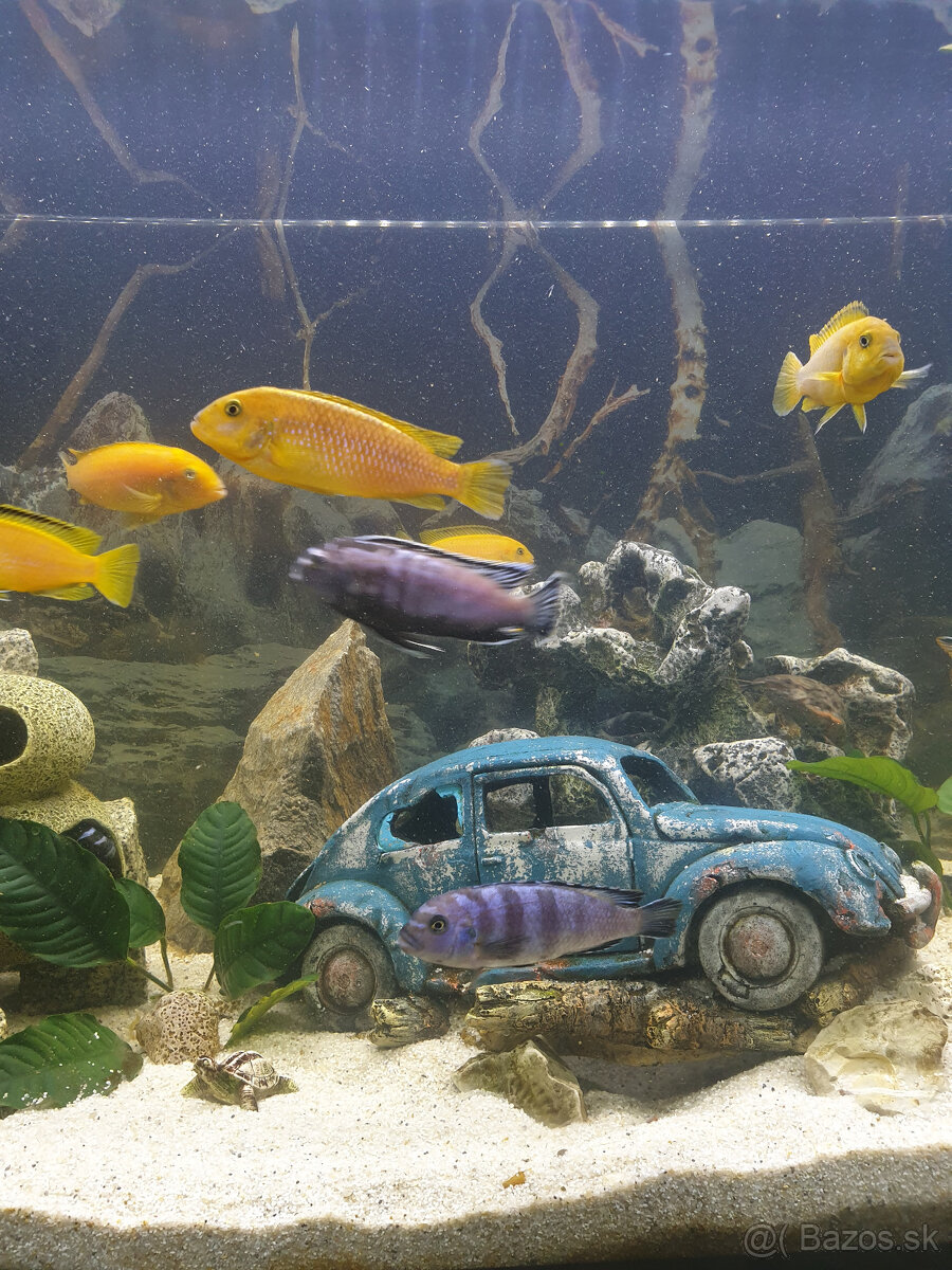Akvárium - 13