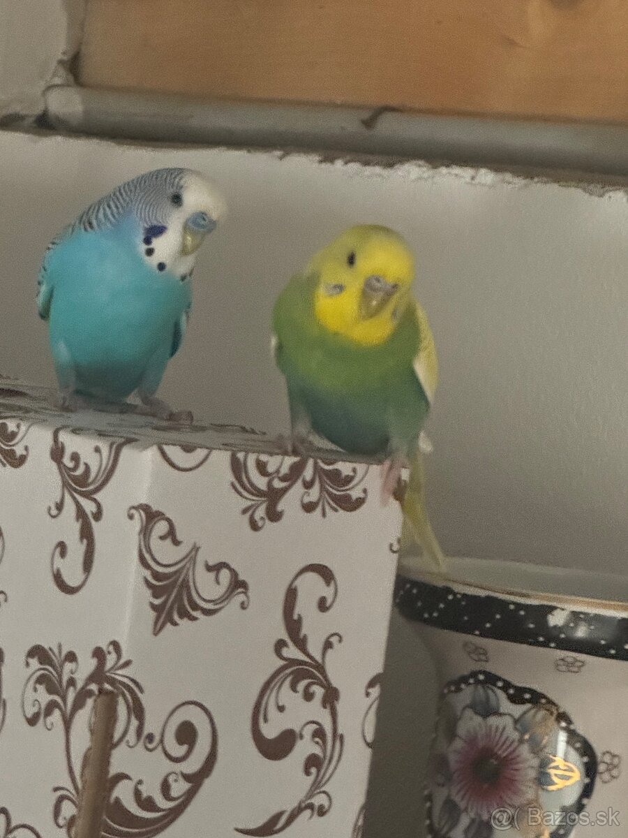 Len do milujucej rodiny Parik samec + samicka 🦜🦜 Andulky - 13