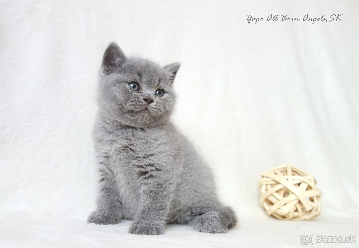 Britské mačiatka s PP ♥ - 13