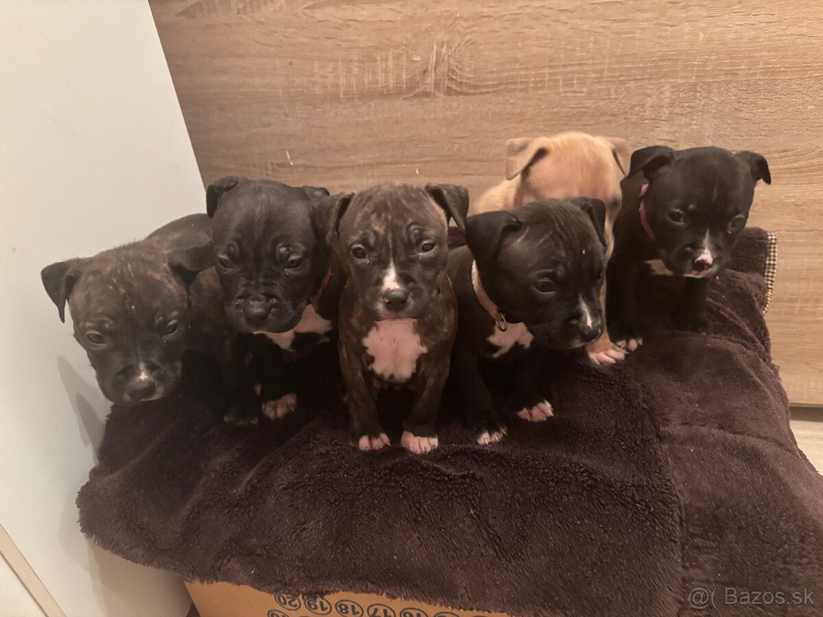 Americký stafordsirsky terier, Stafford, amstaf - 13