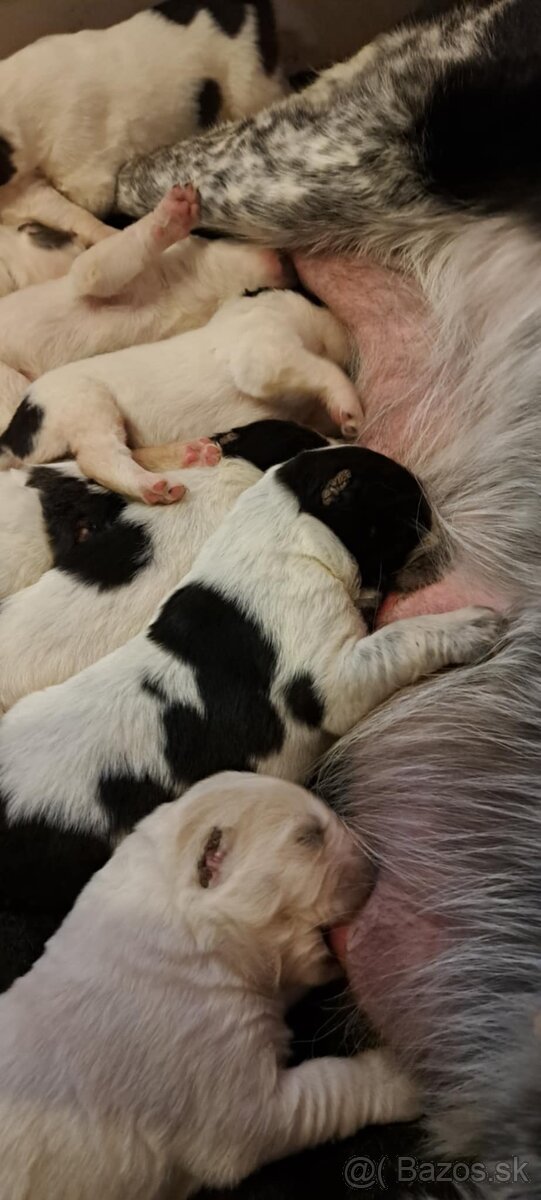 Stredoázijský ovčiak - šteniatka s PP - 13