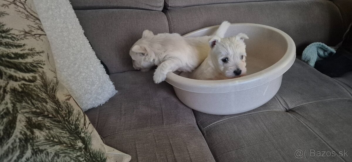 Predam Westika fenku - 13