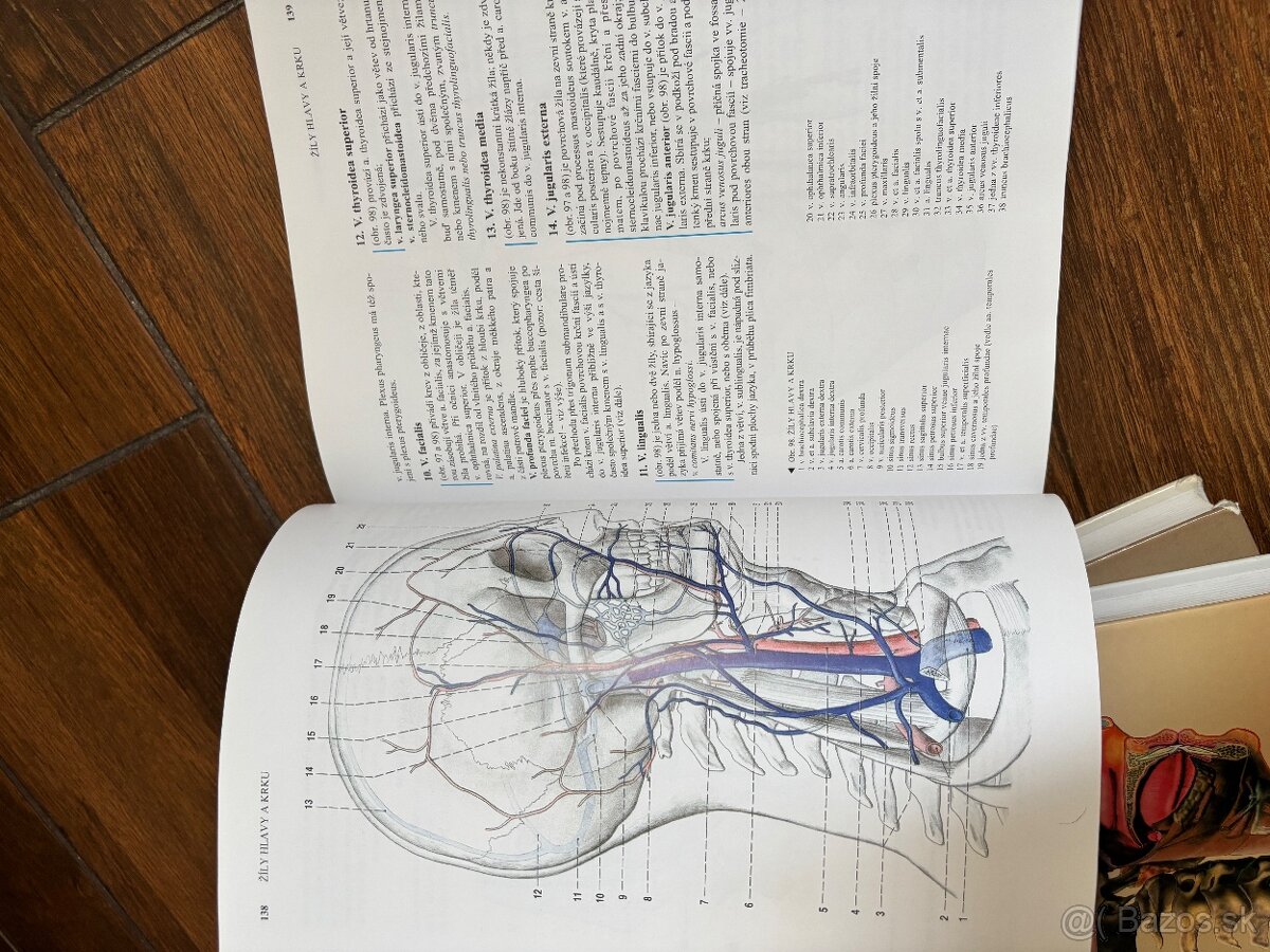Anatomia Čihak 1,2,3 - 13