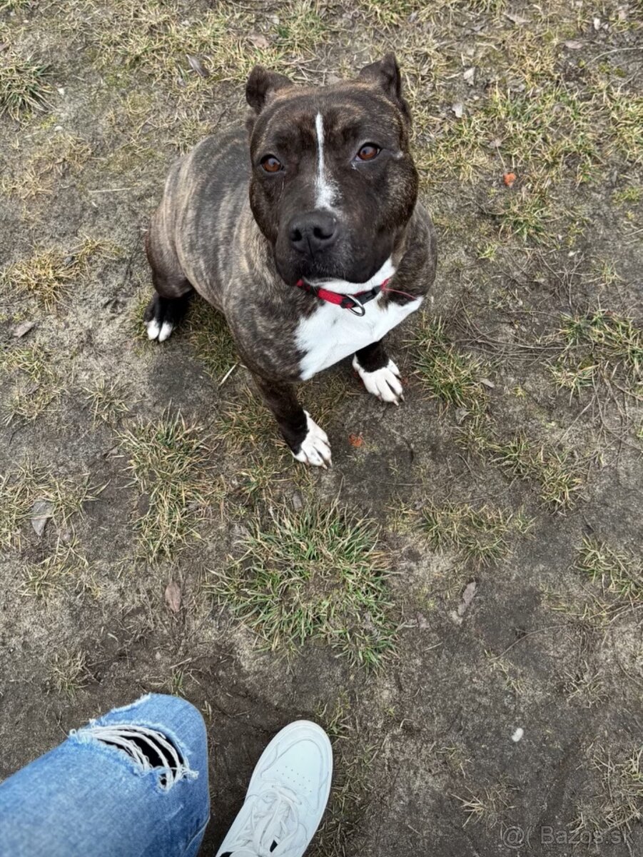 Americký stafordsirsky terier, Stafford, amstaf - 13