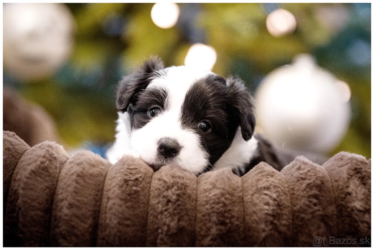 Border Collie Border Kolia s PP FCI - 13