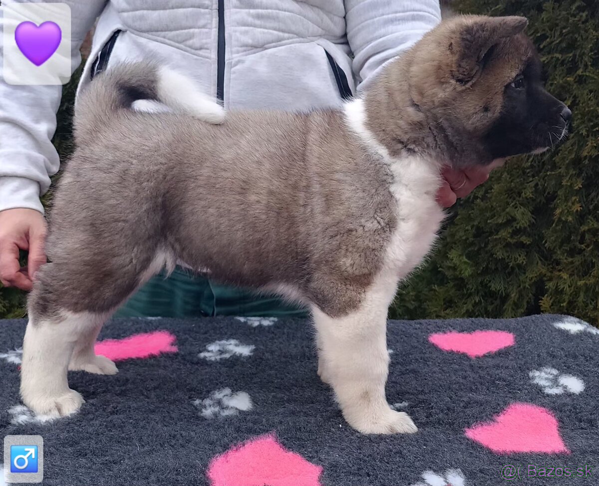 Americká akita (American akita) s PP - 13