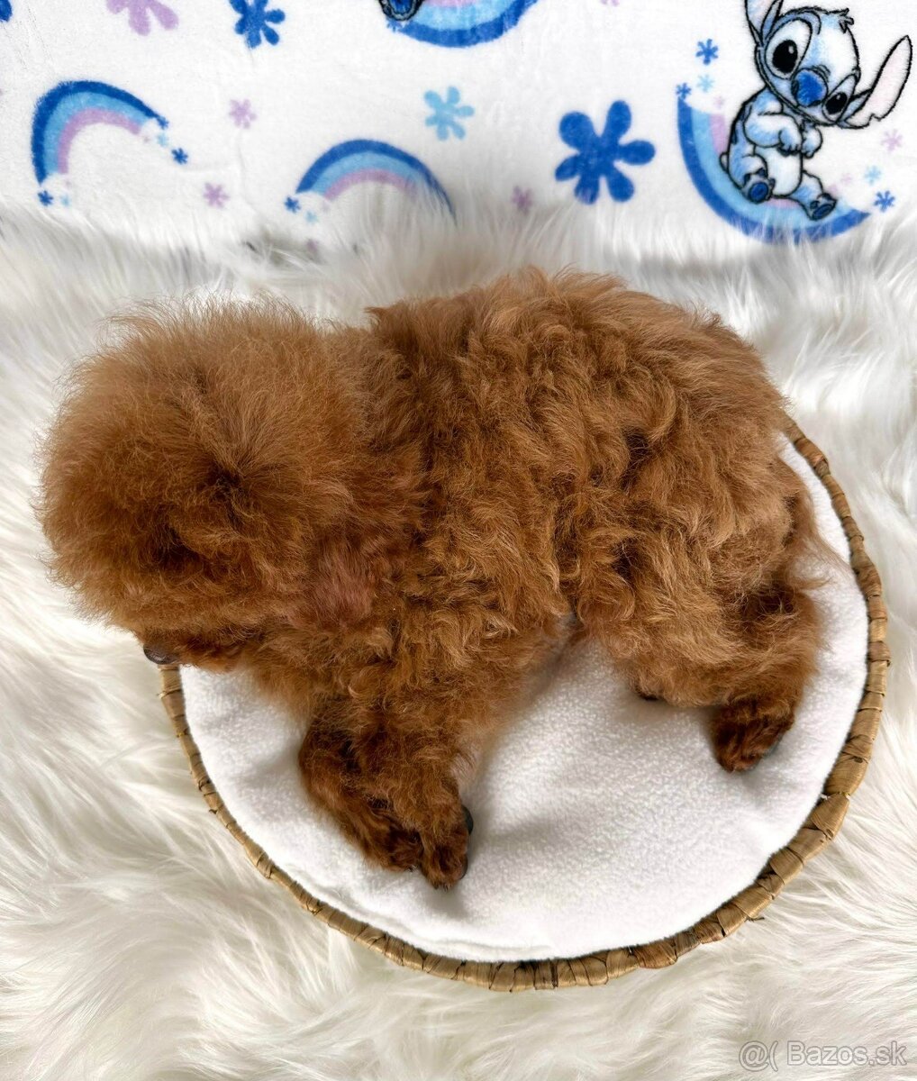 Pudel toy/Pudlík toy - red brown psíček - 13