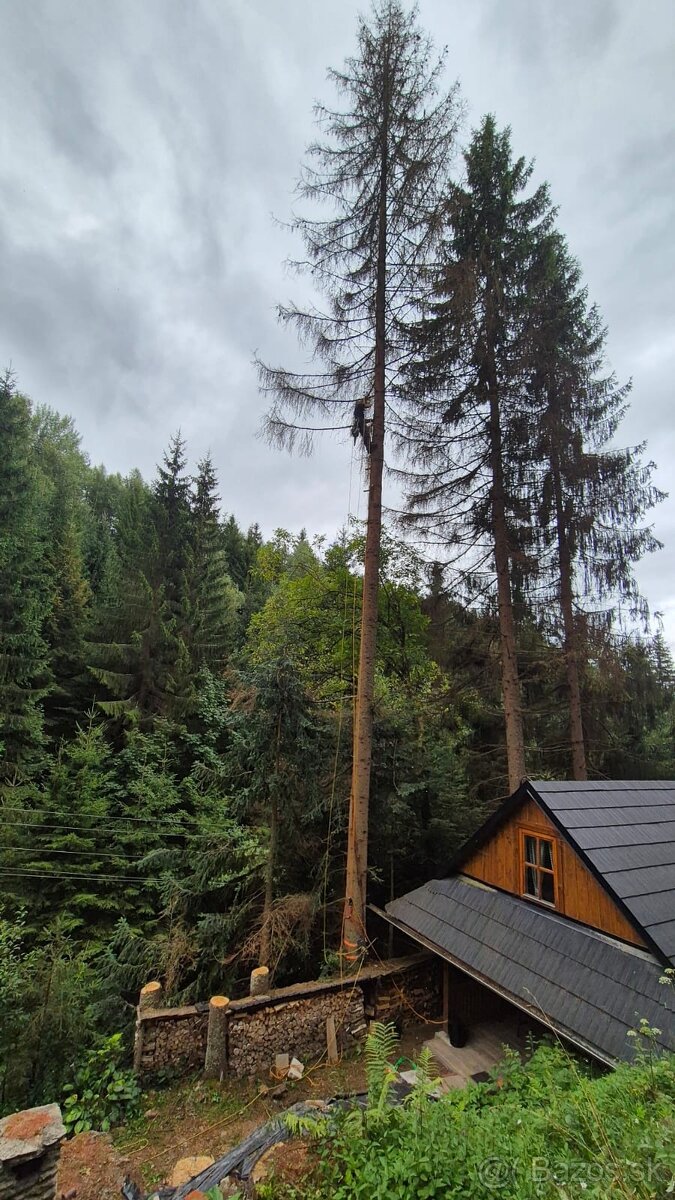 Výrub rizikových stromov - 13