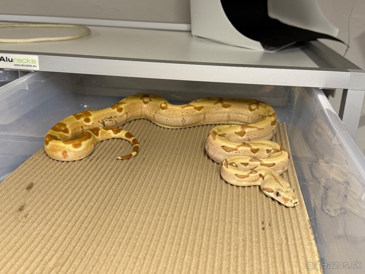 Boa Constrictor - Velhad kralovsky - 13
