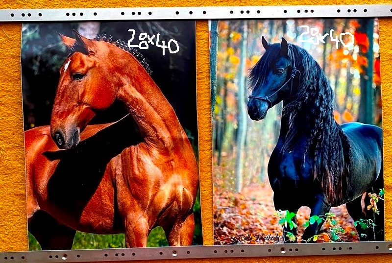 NHL kartičky, tapety koňov,... - 13