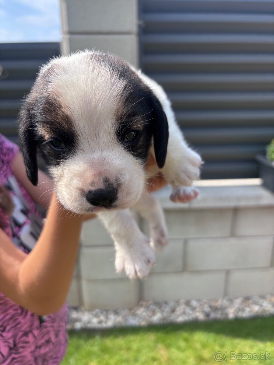 Beagle / Bigl / Bígl šteniatka - 13