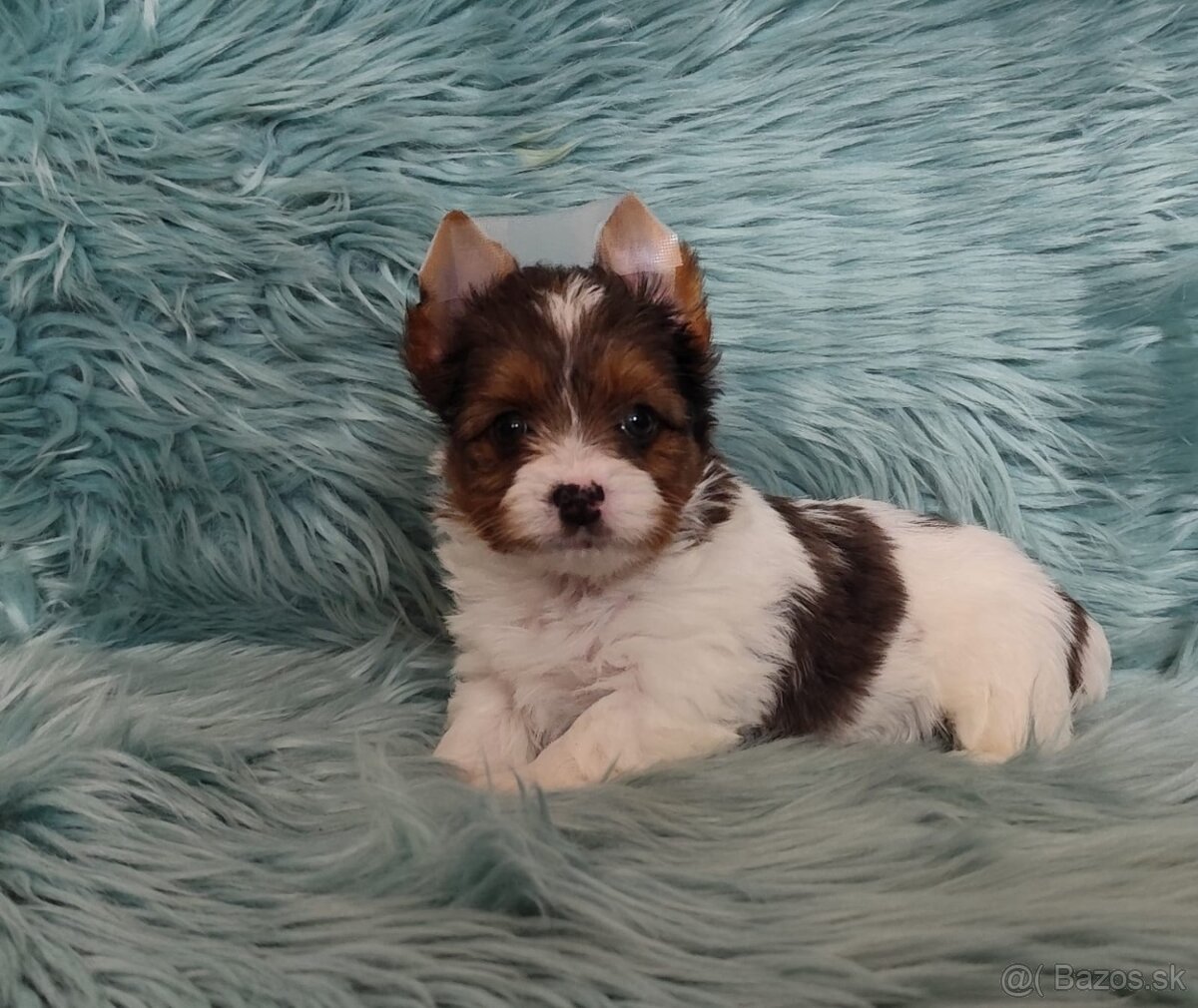 Yorkshire teriér, Biewer, Biro, Yorkshire teriér s PP - 13