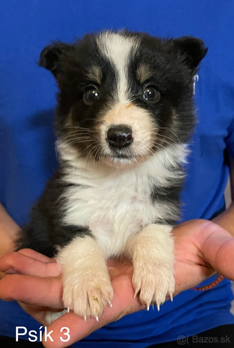 Border kólia - šteniatka - 13