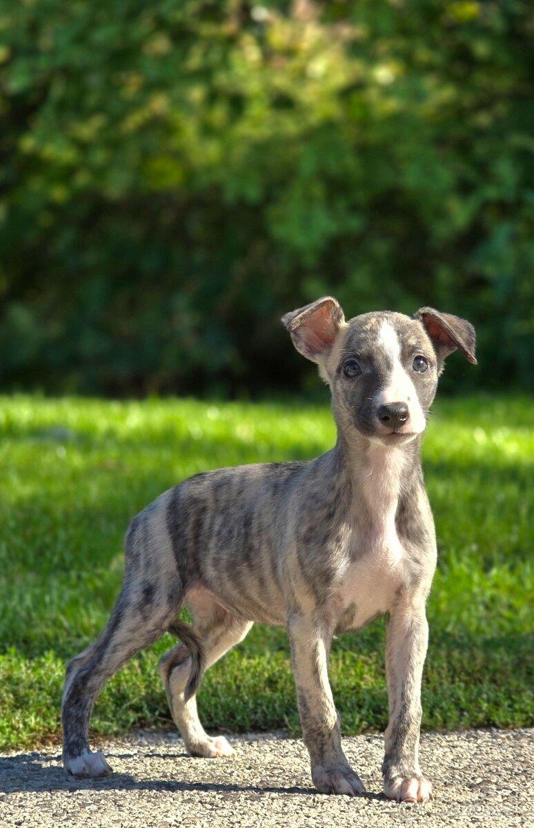 Vipet, Whippet s PP - 13