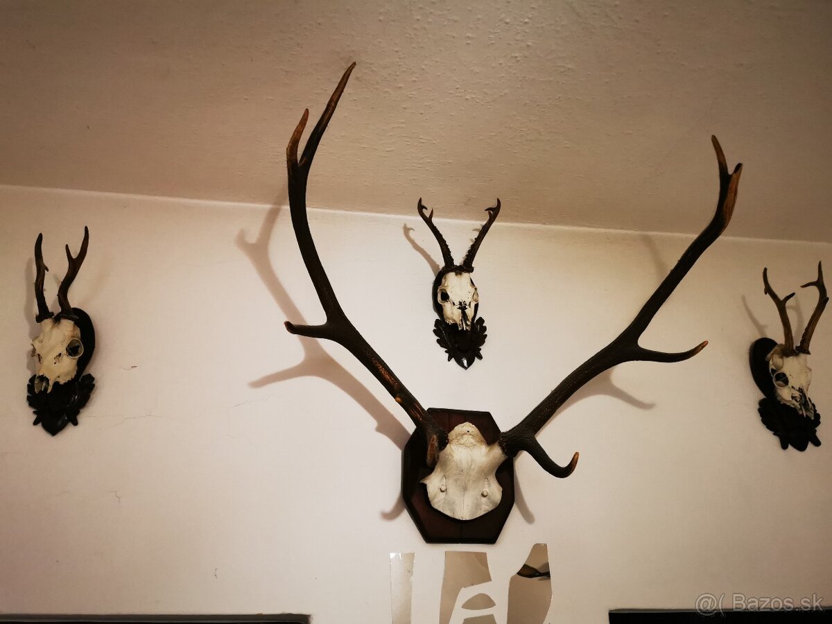 Srnec a iné trofeje - 13