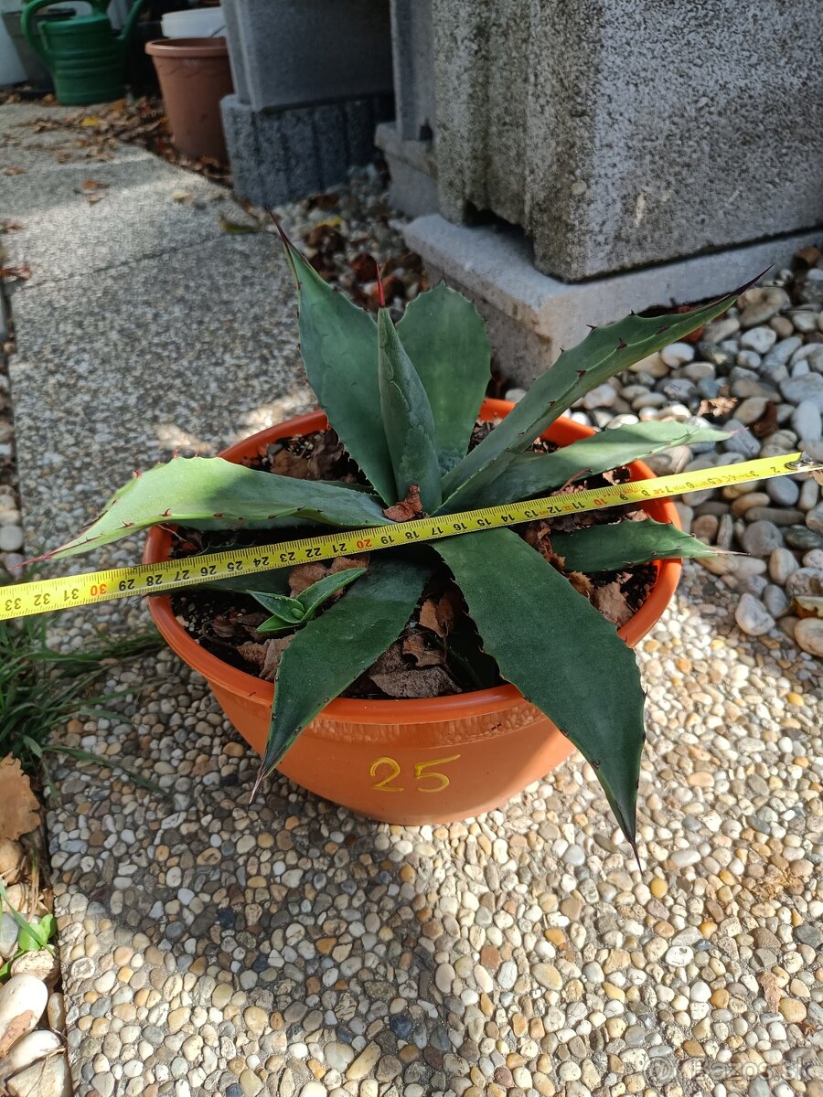 3,5 ročné palmy Trachycarpus Fortunei - 13