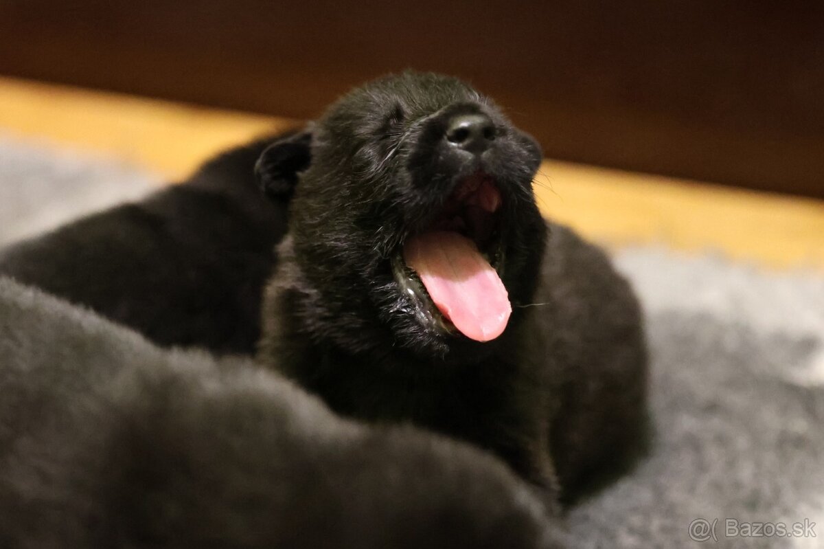 Nemecký ovčiak s PP - 13