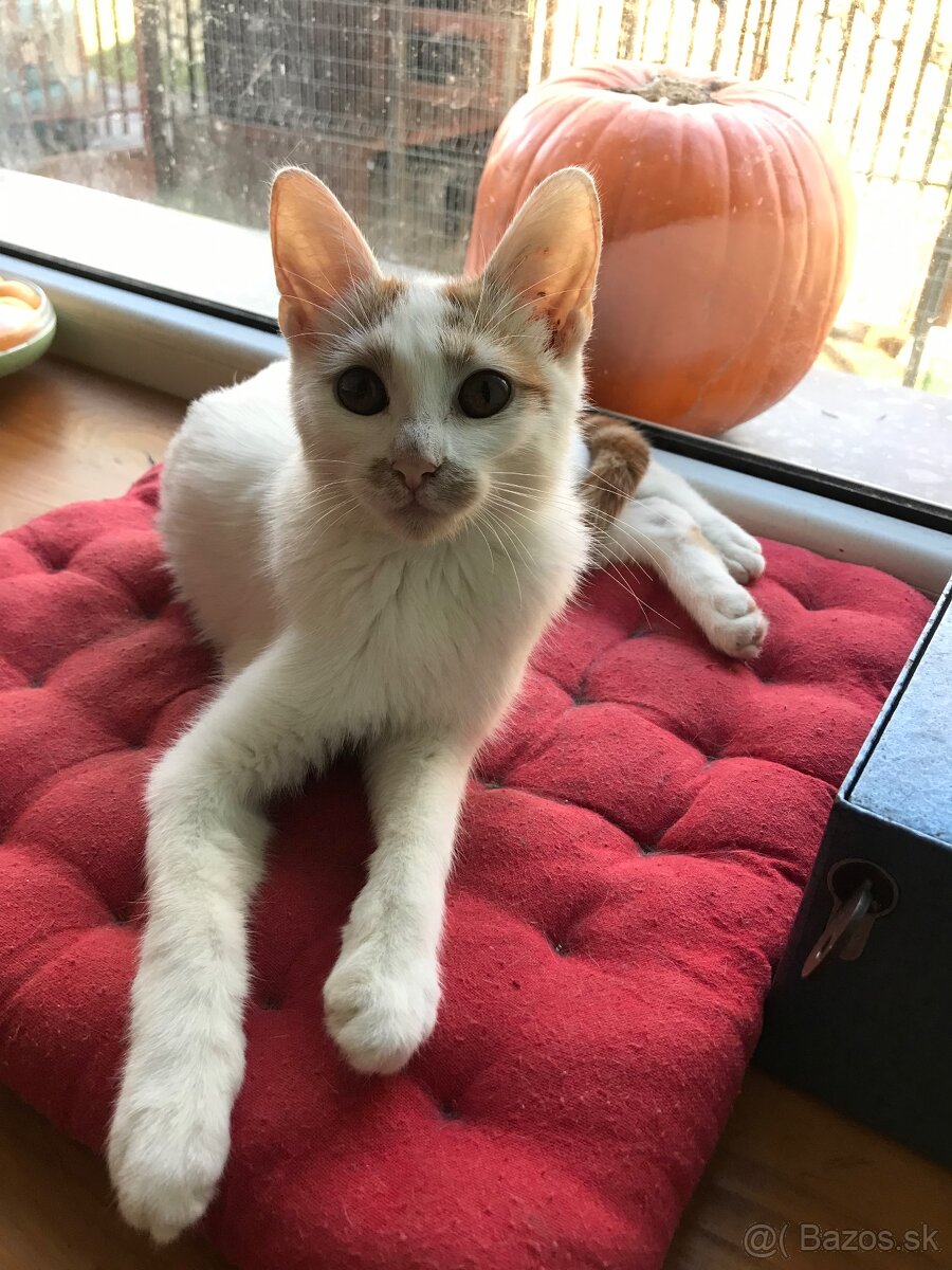 mačiatka - 13