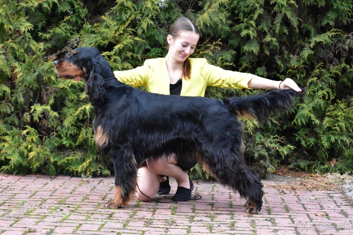 Gordon seter s PP, Gordonsetr, setr - 13