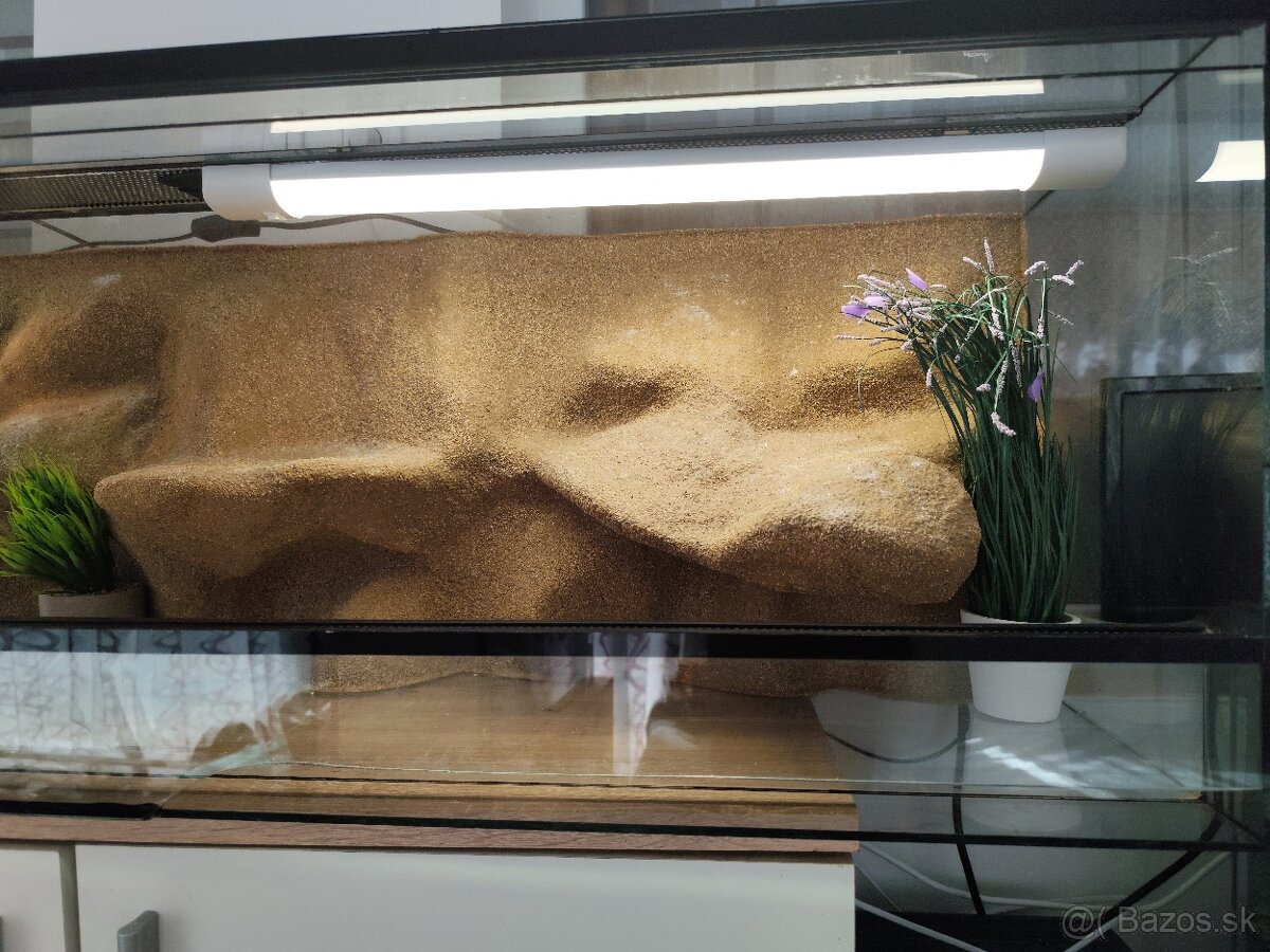 Agama bradatá a terarium 120x40x40 - 13