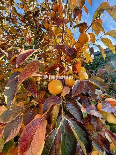 Na predaj 4 izb. bungalov v Kvetoslavove na 6,2 árovom pozem - 13