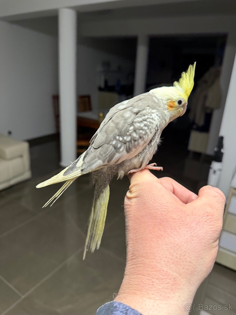 Korela Maznačik krotká - 13