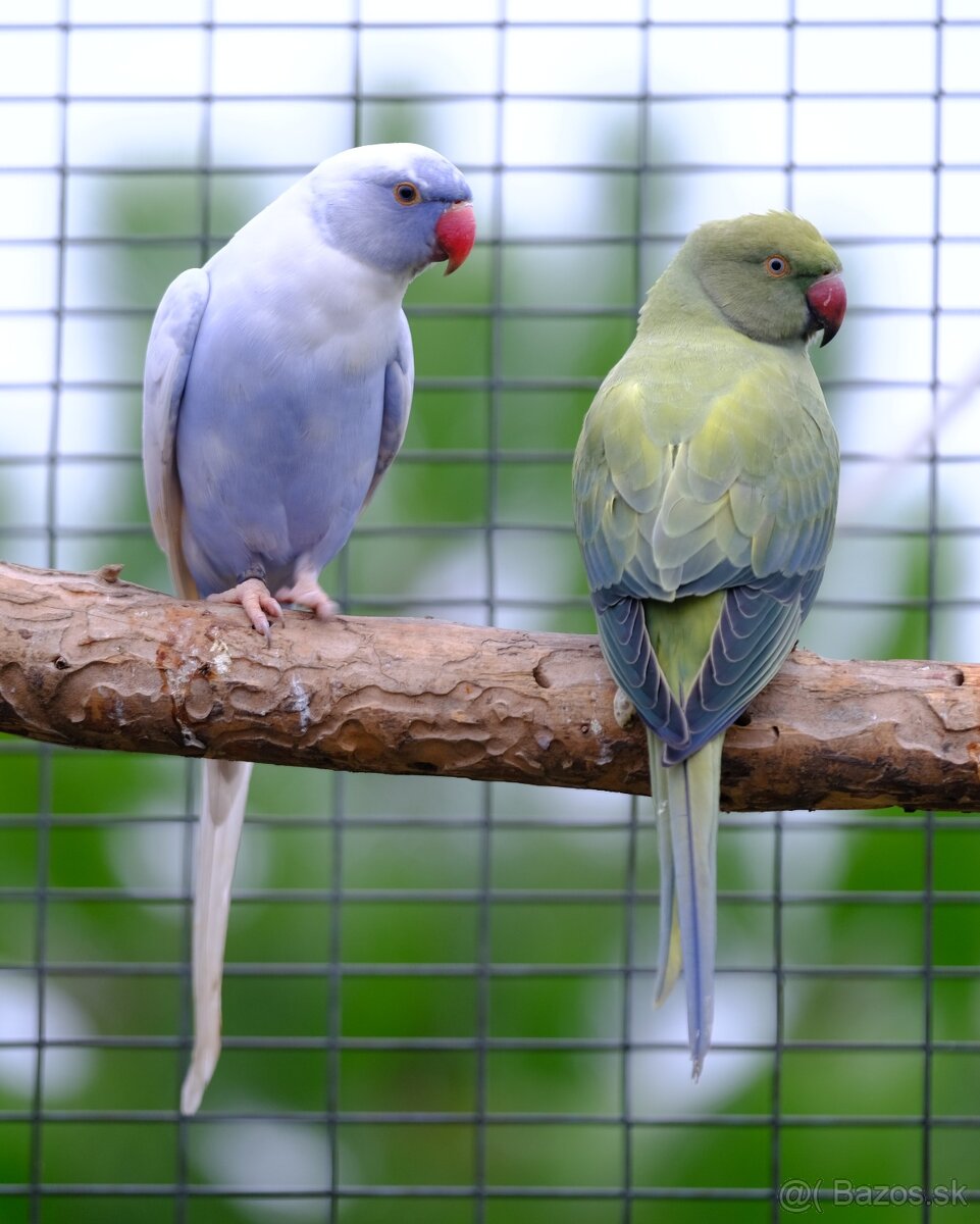 Alexander malý aqua opalin ct - 13