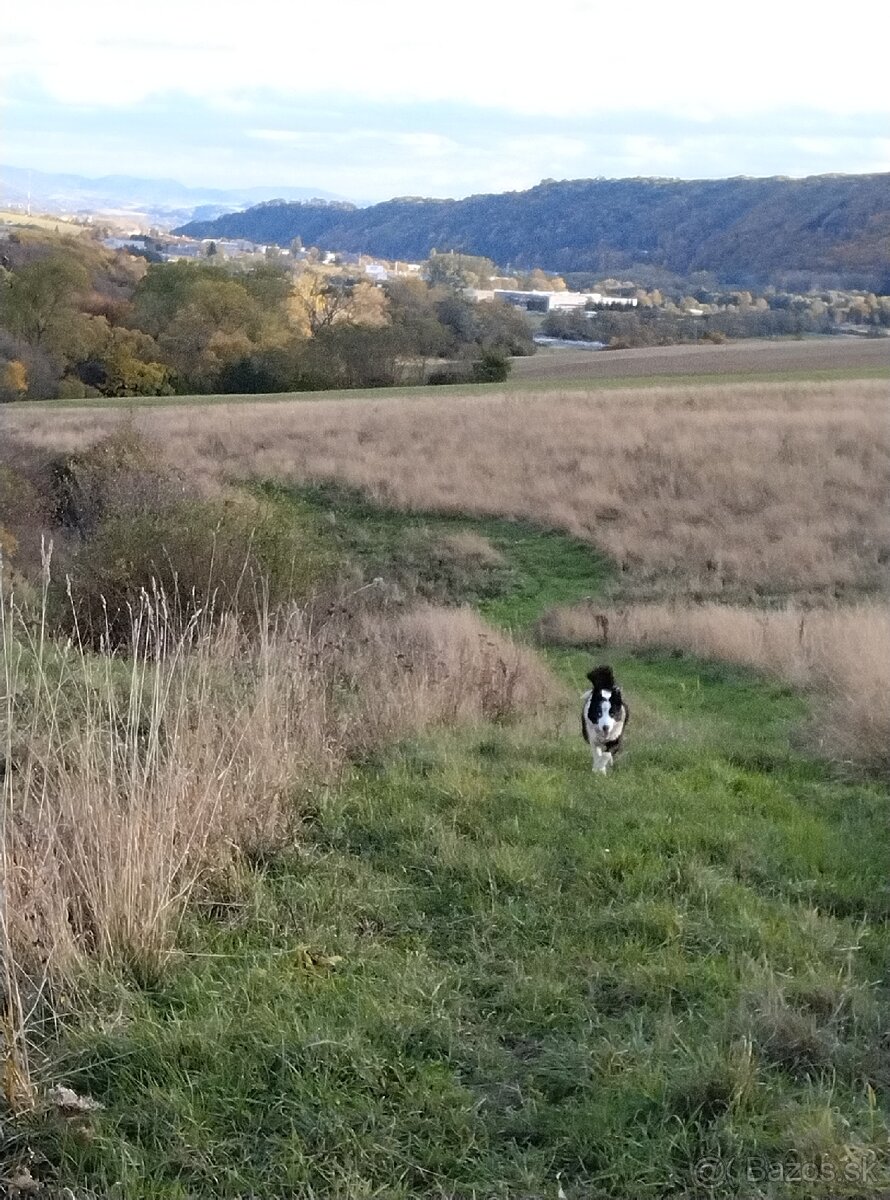 Karelsky Medvedí Pes - 13