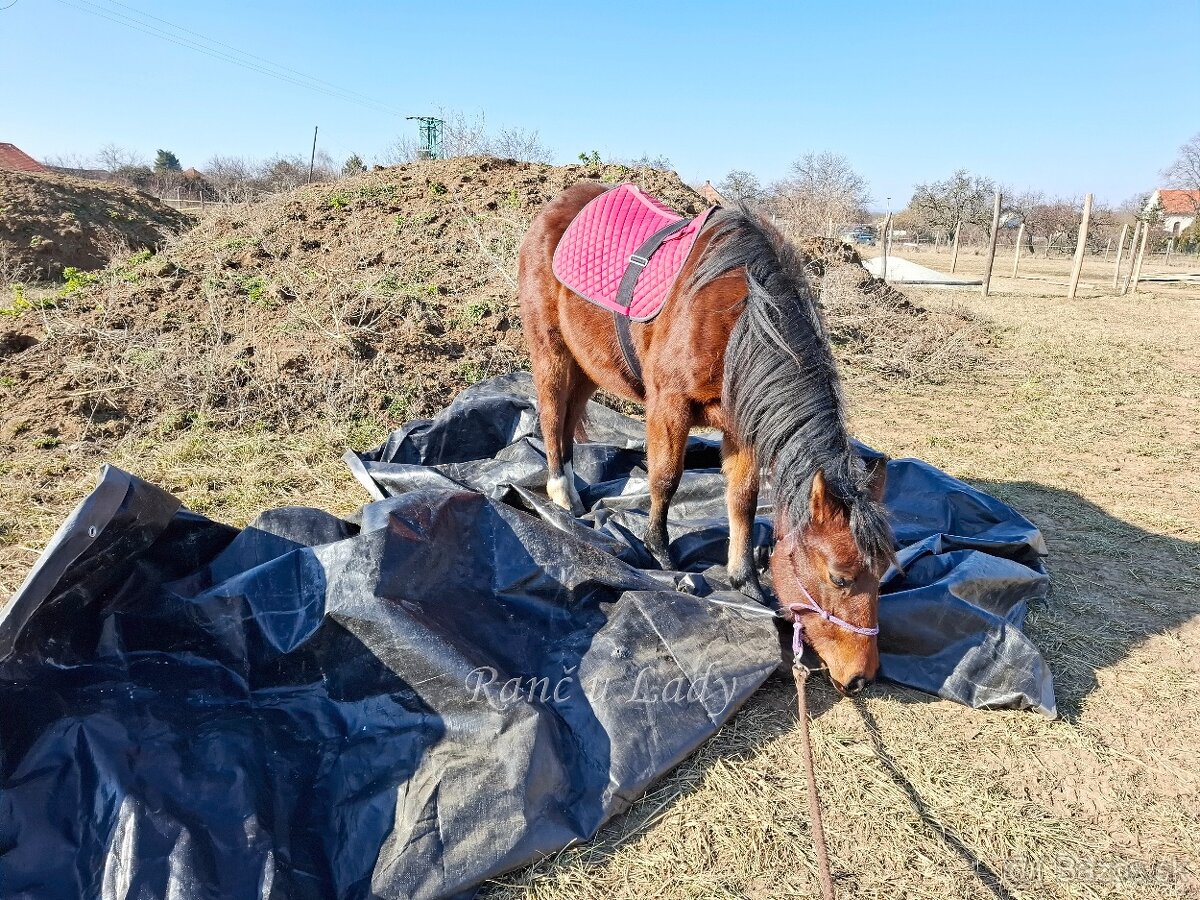 Predám 3/4 qh kobylku - 13