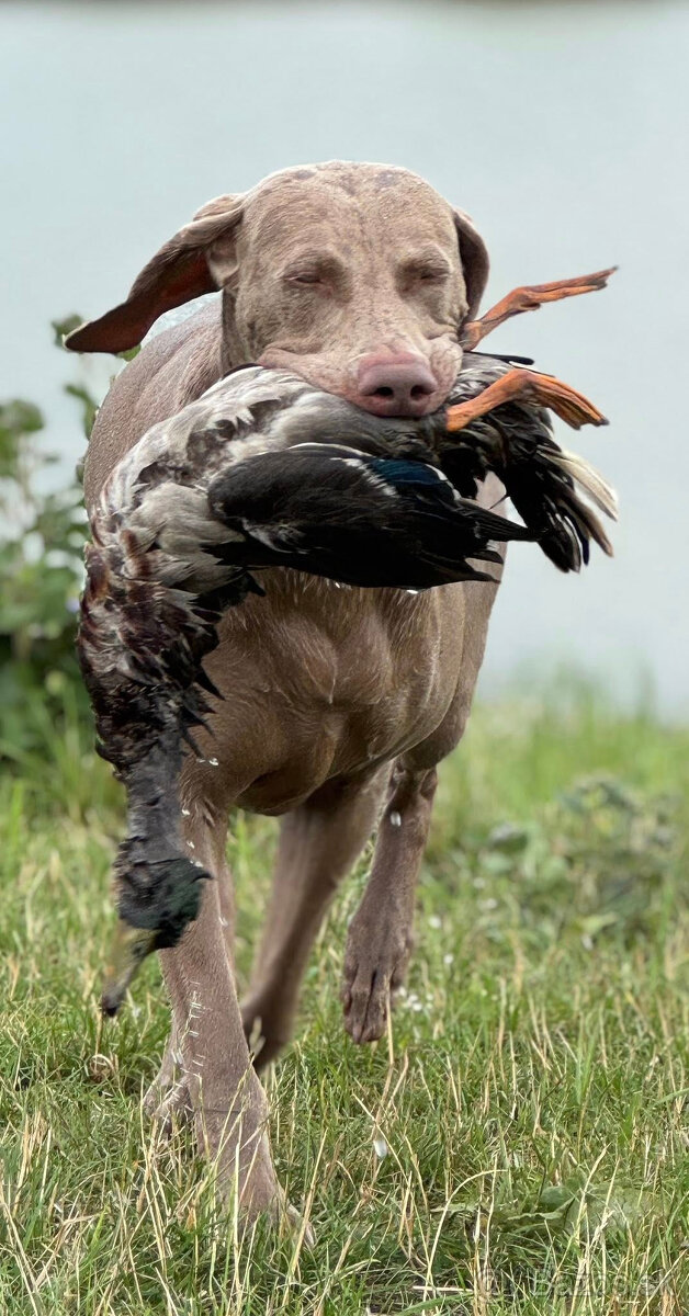 Weimarský krátkosrstý stavač - štěniatka s PP - 13