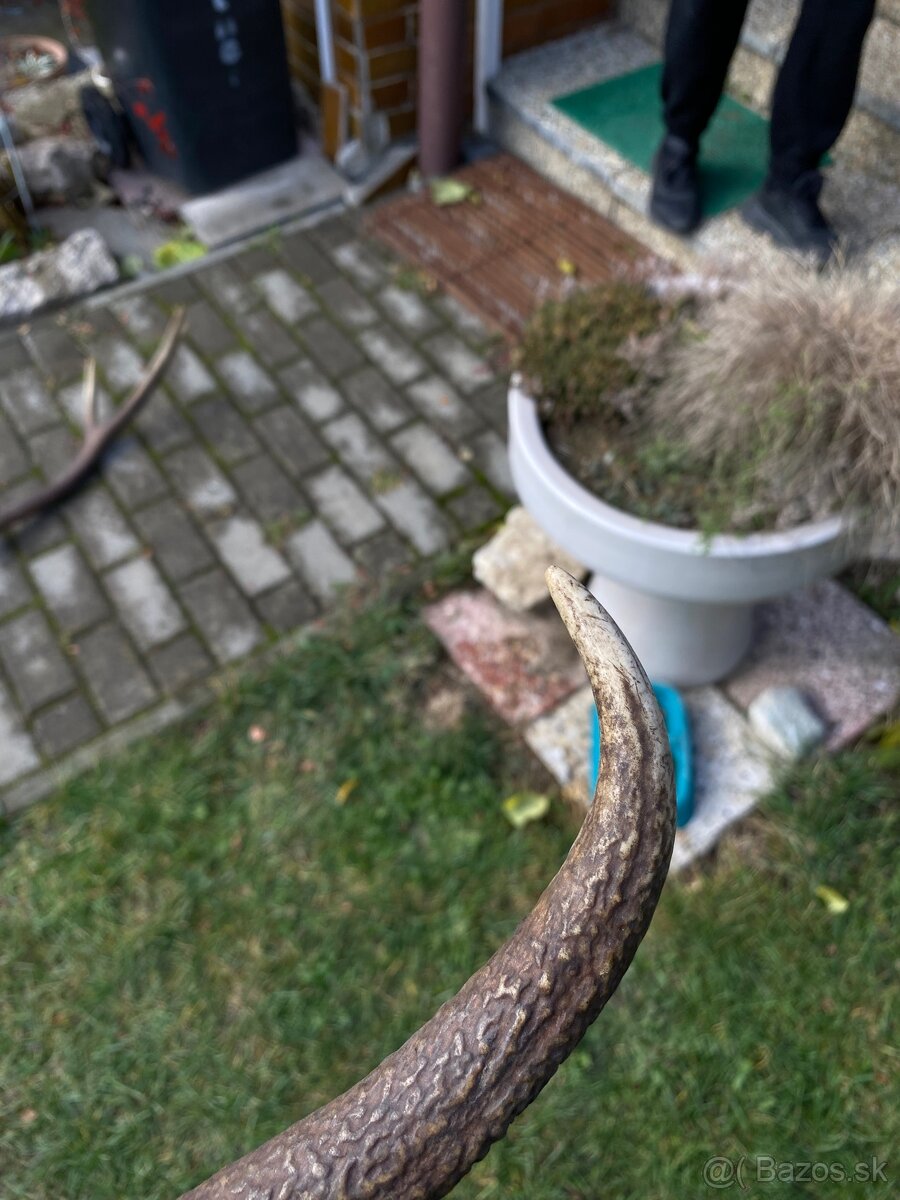 Jelenie zhody / parohy 62cm - 13