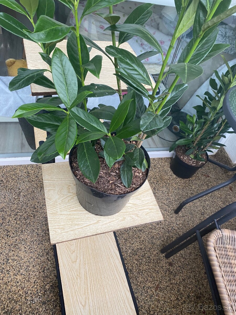 Krásny Starý retro dizajnový podstavec stojan na kvety - 13