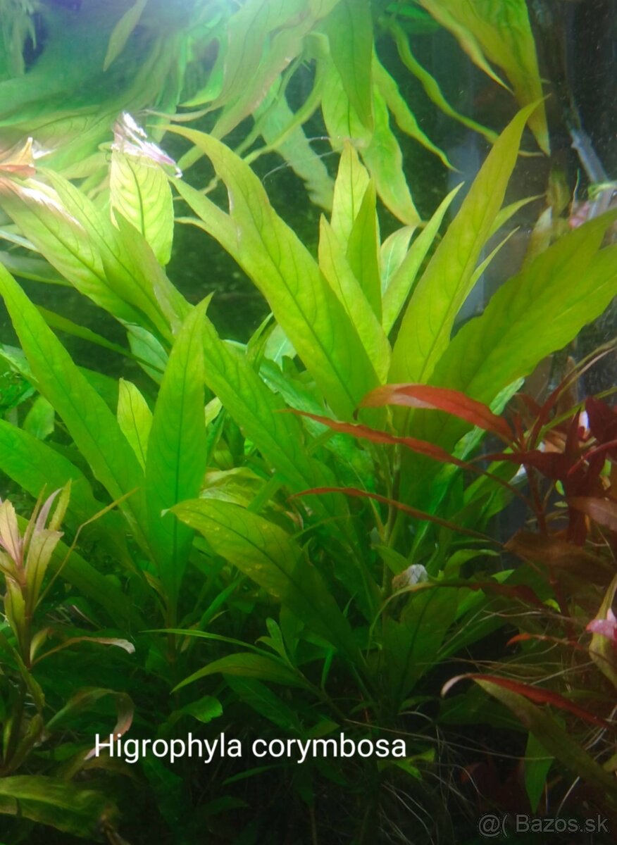 Akvarijne rastlinky ,ludwigia,rotala,pistia, heteranthea - 13