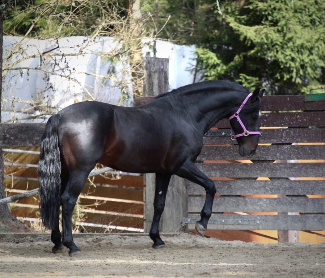 Profesorský kôň triedy C - 13