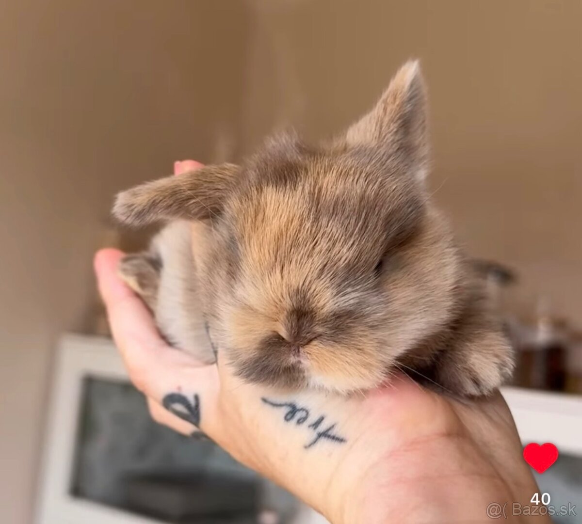 🧡🐰 minilop zakrslý králik 🍁🍂 - 13