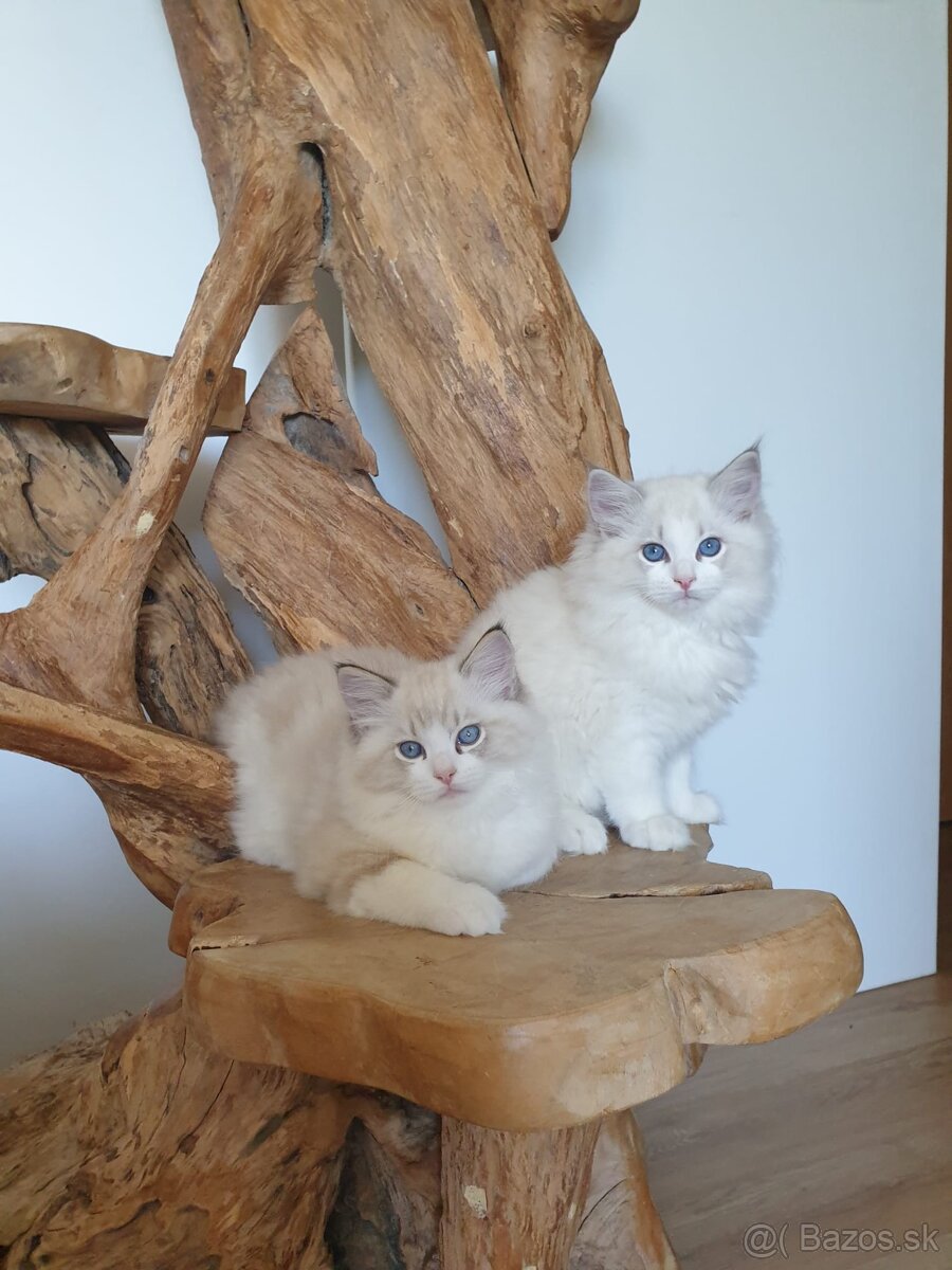 Ragdoll koťátko do chovu s PP - 13