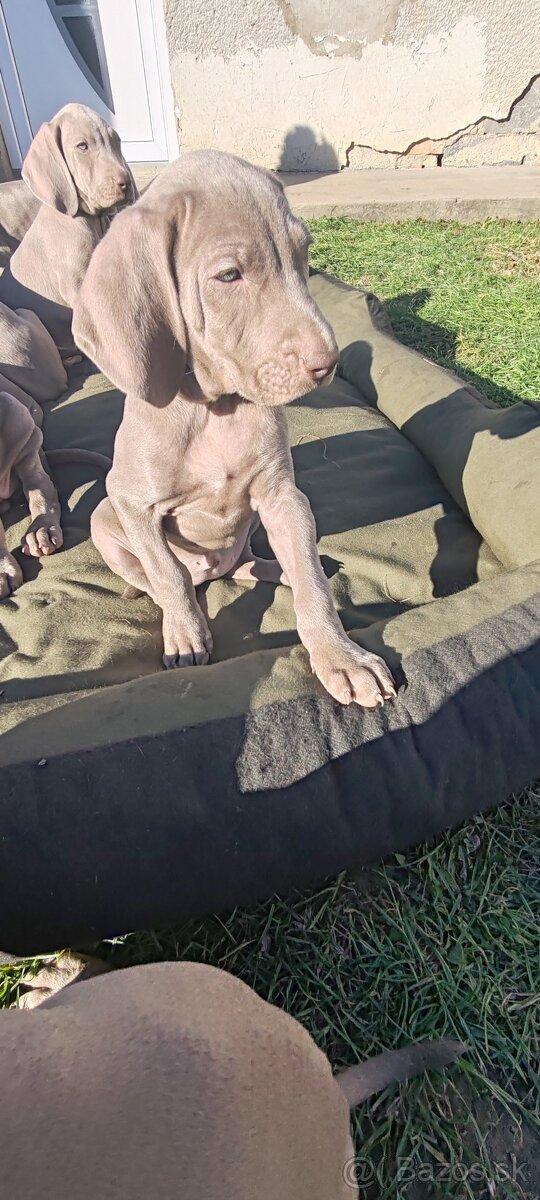 Weimarsky stavač - 13