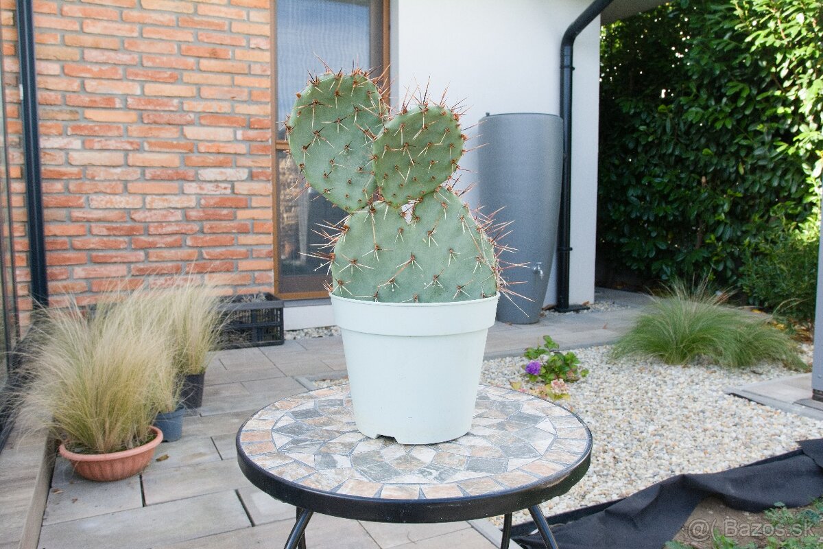 Predám kaktusy - 13