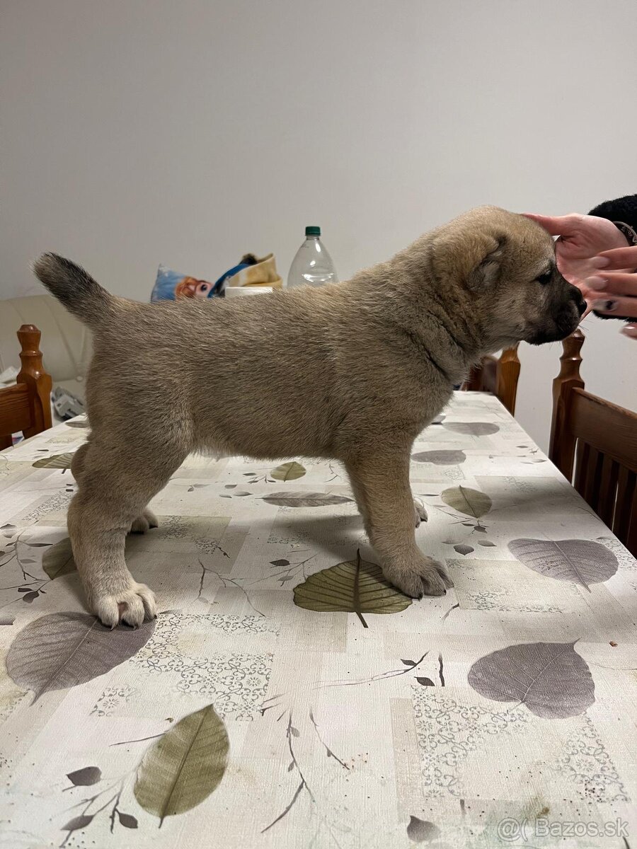 Stredoázijský ovčiak SAO - 13