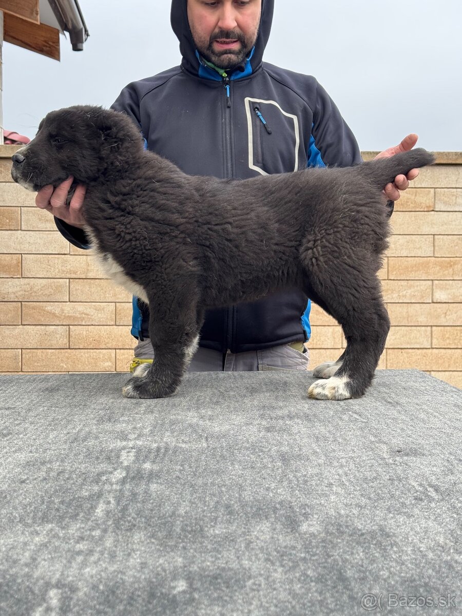 Stredoázijský ovčiak SAO - 13