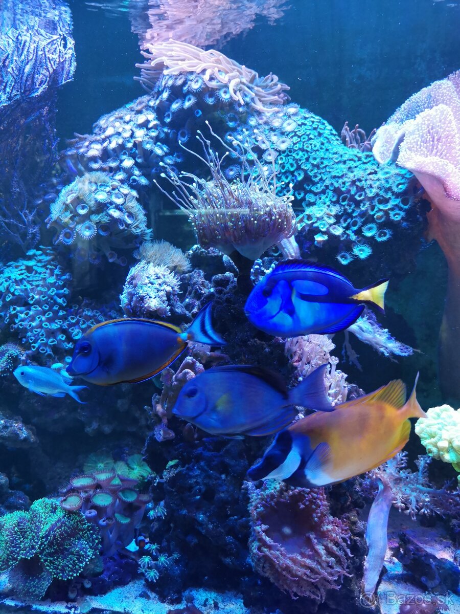 Morske akvarium - 13