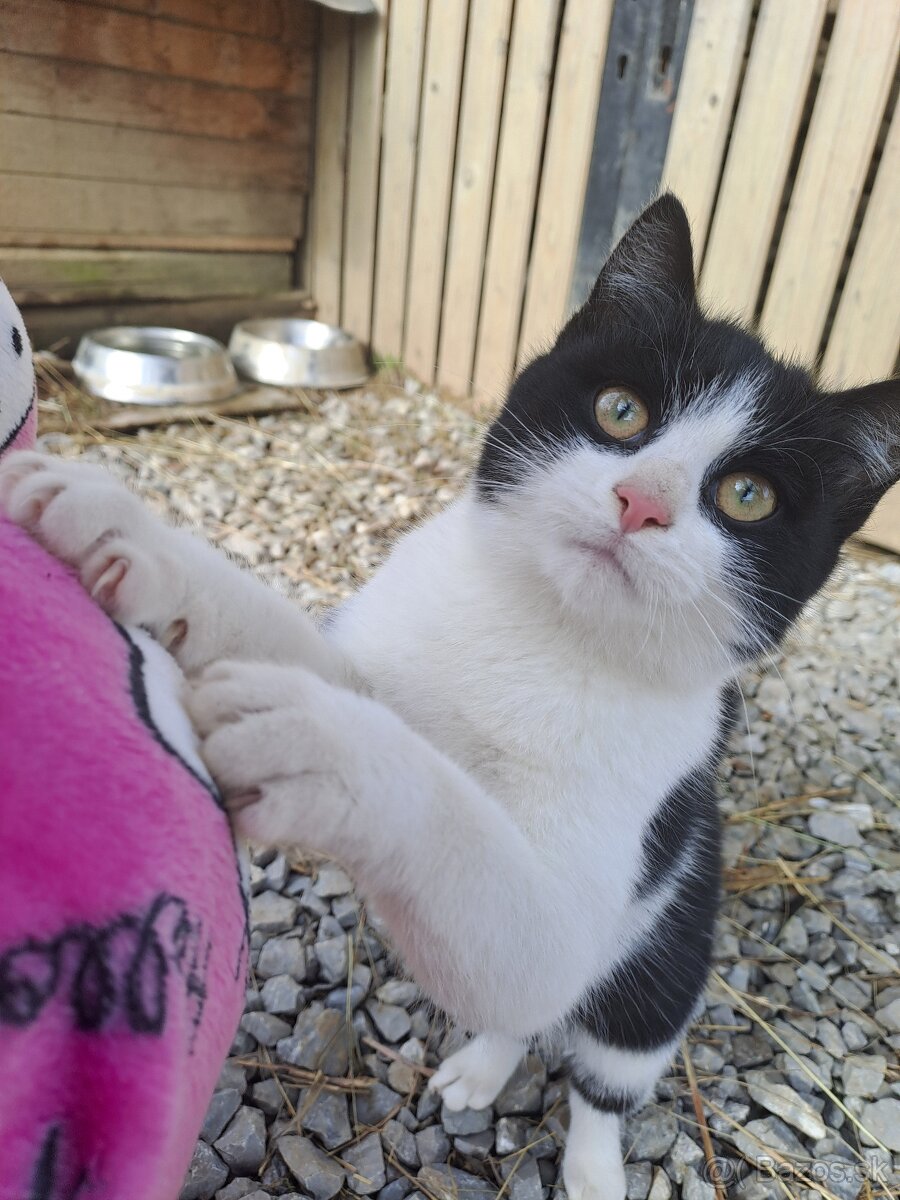 Darujem mačiatka - 13