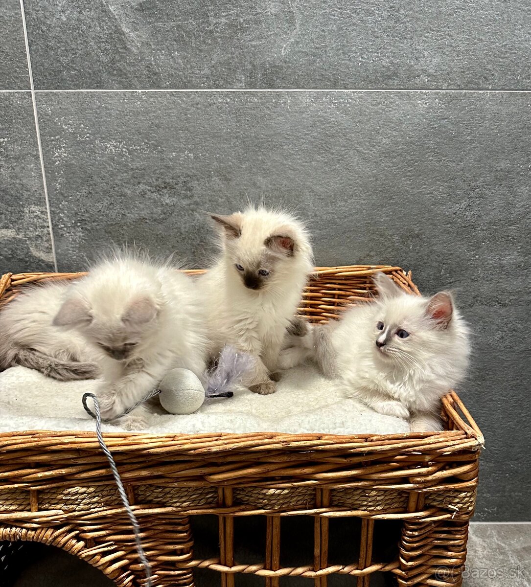 Ragdoll - 13