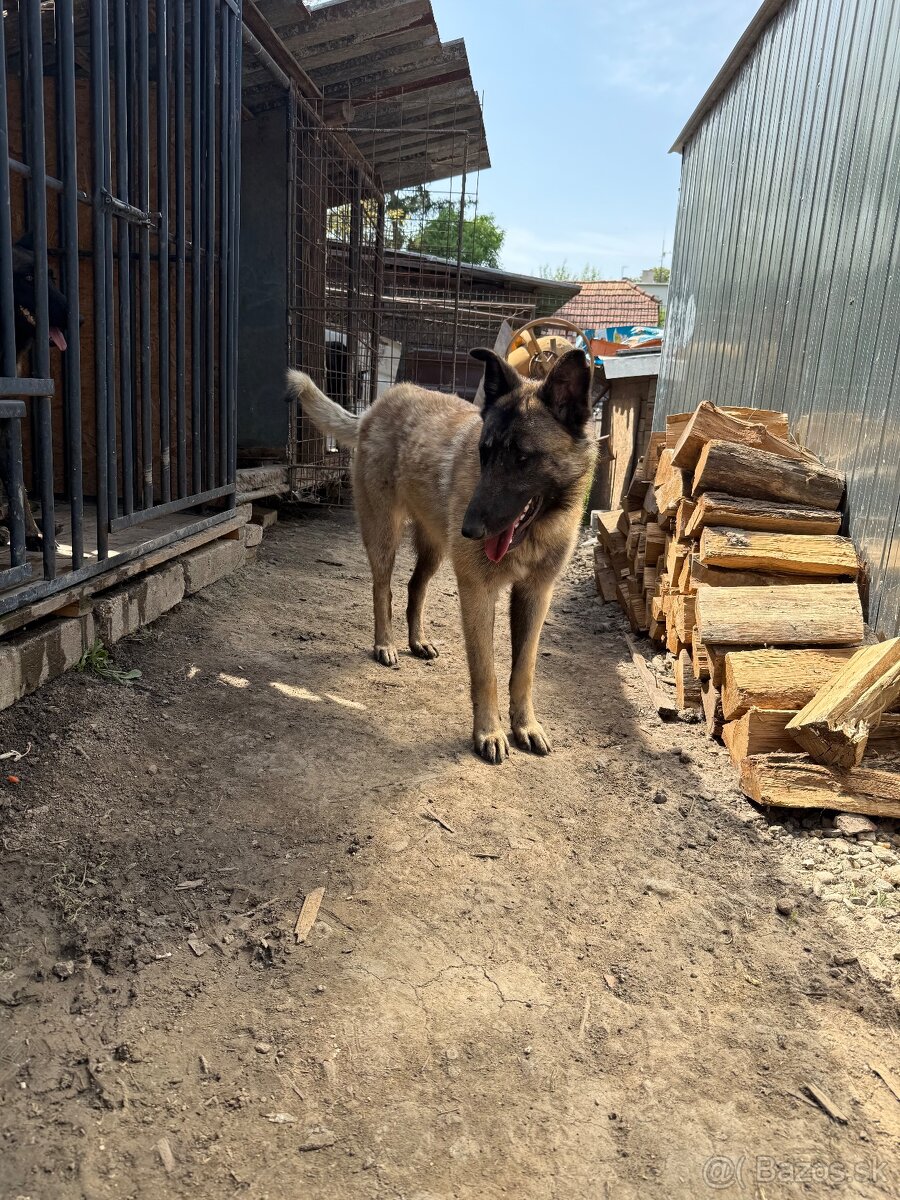 Belgický ovčiak bez PP - 13