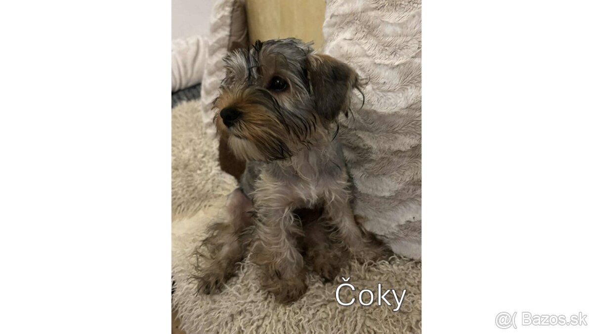 Baricsfarma ponúka na predaj yorkshirských teriérov - 13