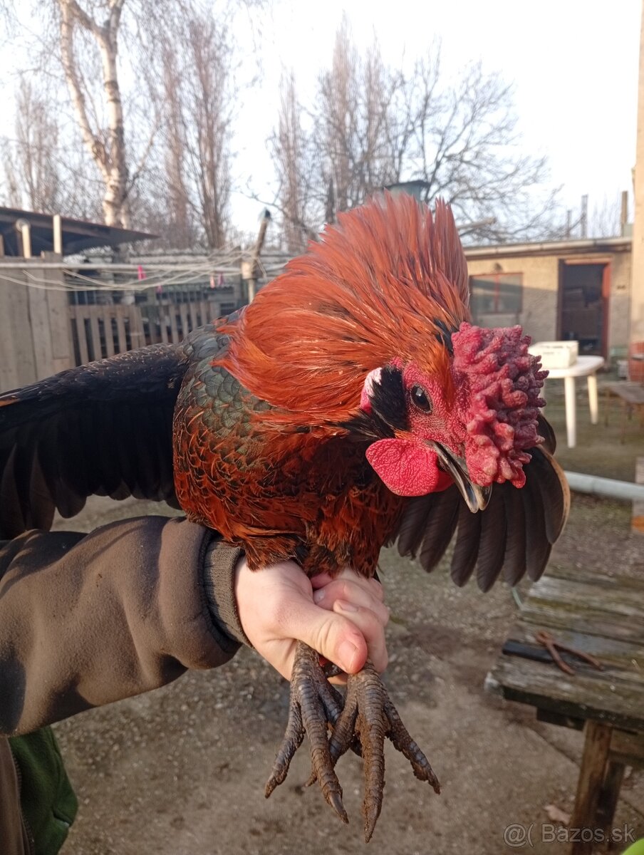Na predaj kohuty - 13