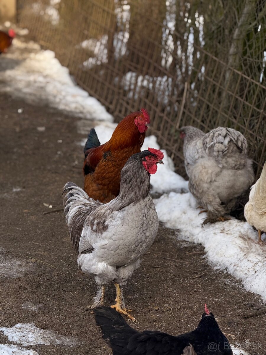 Predám mladé kohúty - 13