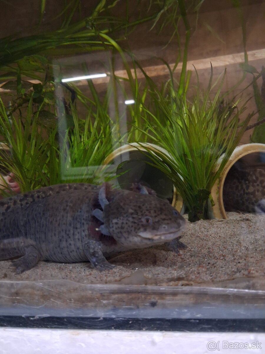 Axolotl mexicky - 13