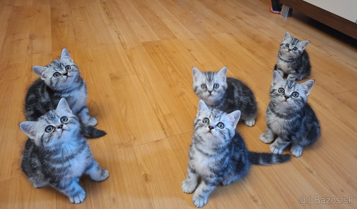 Britské whiskas mačiatka s PP - 13